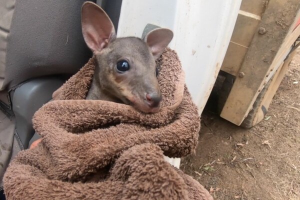 Αυστραλία: Η στιγμή της διάσωσης ενός μωρού καγκουρό - Δραματικές απώλειες ζώων φοβούνται οι οικολόγοι