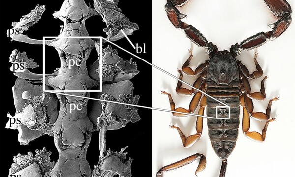 Πανάρχαιοι σκορπιοί ίσως έζησαν πρώτοι από όλα τα ζώα στην ξηρά - Ανακαλύφθηκε απολίθωμα 437 εκατ. ετών