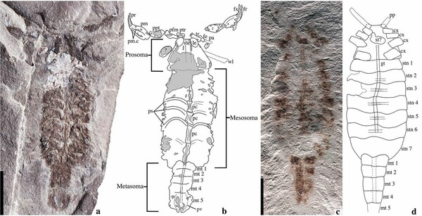 Πανάρχαιοι σκορπιοί ίσως έζησαν πρώτοι από όλα τα ζώα στην ξηρά - Ανακαλύφθηκε απολίθωμα 437 εκατ. ετών