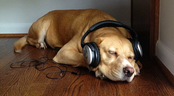 Το Spotify έφτιαξε λίστες με τραγούδια για να ακούν οι σκύλοι όταν λείπουν οι ιδιοκτήτες
