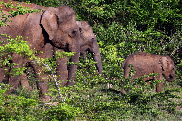 Σρι Λάνκα: 361 νεκροί ελέφαντες το 2019, αριθμός ρεκόρ στην ιστορία της χώρας
