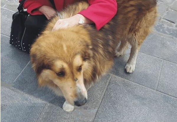 Θεσσαλονίκη: Χτύπησαν τον σκύλο «μασκότ» των Λαδάδικων - Μήνυση από τον Δήμο
