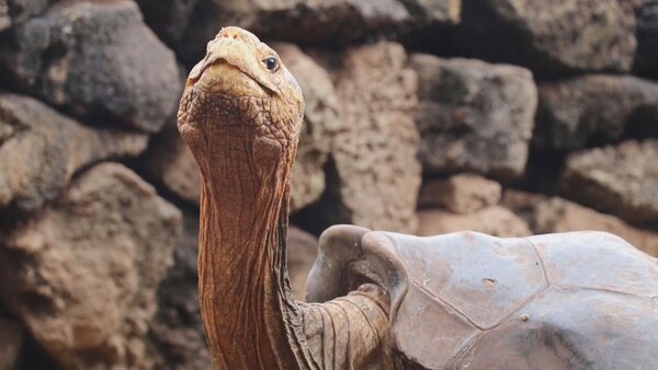 Μοναδικό πλάσμα - Μια γιγαντιαία χελώνα 100 ετών έγινε θρύλος σώζοντας το είδος της από εξαφάνιση