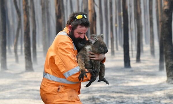 Αυστραλία: Η στιγμή της διάσωσης ενός μωρού καγκουρό - Δραματικές απώλειες ζώων φοβούνται οι οικολόγοι