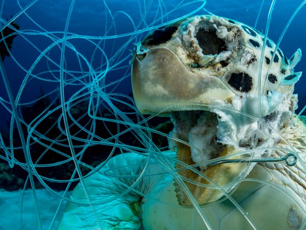 Παγίδα θανάτου - Η σκληρή εικόνα με την νεκρή χελώνα κέρδισε βραβείο φωτογραφίας