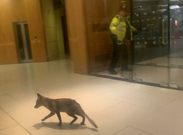 Βρετανία: Αλεπού μπήκε στο κοινοβούλιο, έκανε βόλτες στα γραφεία