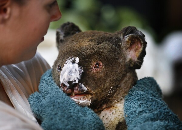 Αυστραλία: 113 είδη ζώων σε καθεστώς επείγουσας βοήθειας