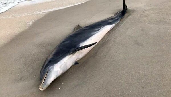 Σκότωσαν δελφίνια στη Φλόριντα - 20.000 δολάρια αμοιβή σε όποιον οδηγήσει στους δράστες