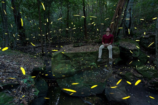 Οι πυγολαμπίδες απειλούνται - Πώς οι τουρίστες κάνουν μεγάλο κακό στα φωτεινά έντομα