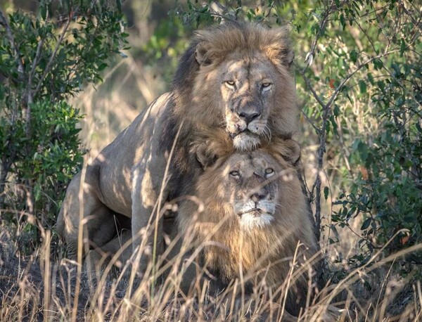 Δαιμονισμένα ή επηρεασμένα από γκέι ζευγάρι - Αυτό ισχυρίστηκε αξιωματούχος για τα αρσενικά λιοντάρια στην Κένυα