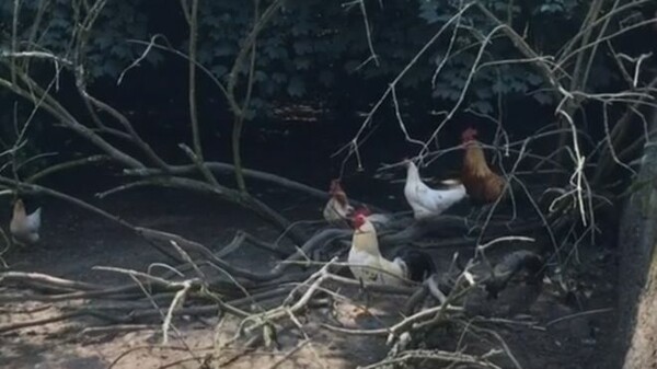 Η κυβέρνηση του Τζέρσεϊ έσφαξε δεκάδες κοτόπουλα επειδή έκαναν πολύ θόρυβο