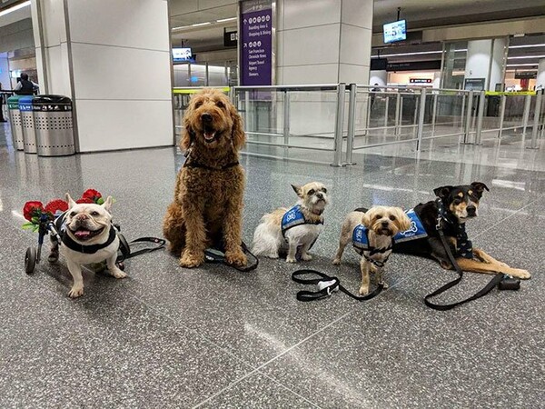 Σε αυτό το αεροδρόμιο, χνουδωτά ζώα φτιάχνουν τη διάθεση των ταξιδιωτών
