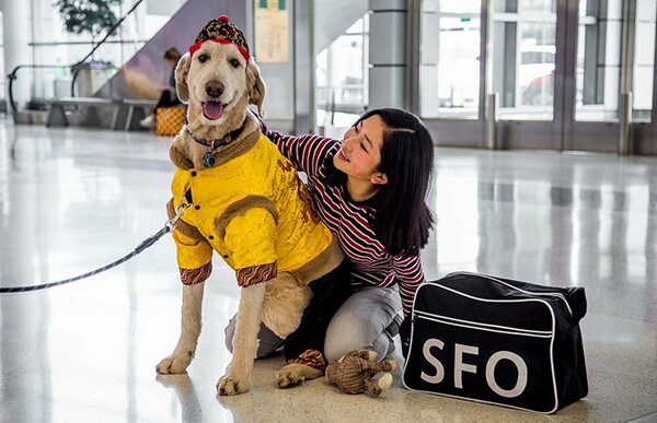 Σε αυτό το αεροδρόμιο, χνουδωτά ζώα φτιάχνουν τη διάθεση των ταξιδιωτών