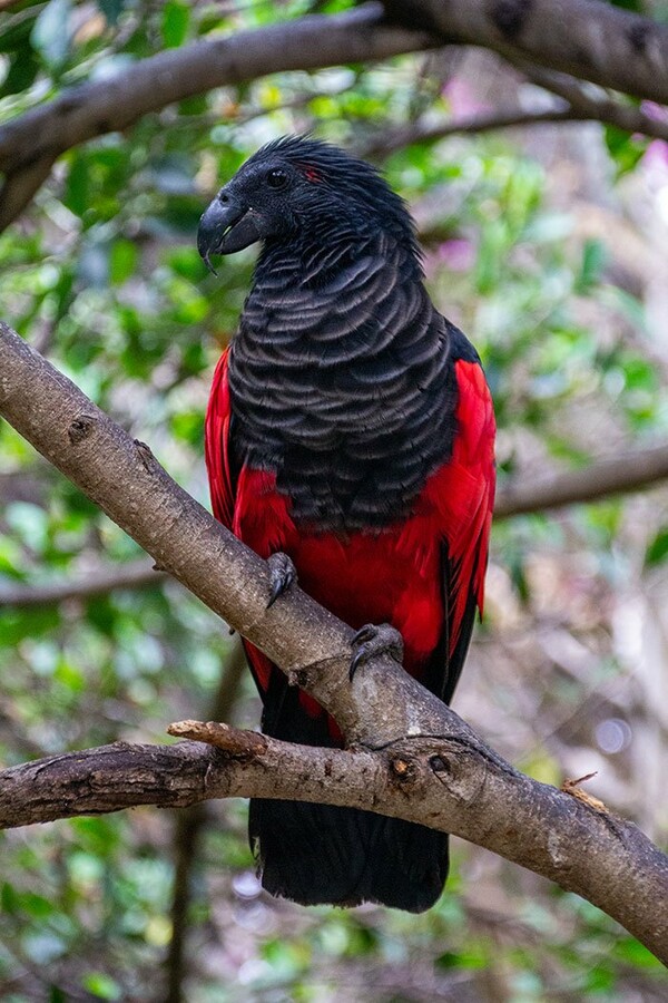 Κινδυνεύει το πιο goth πτηνό στον κόσμο: Ο εντυπωσιακός παπαγάλος «δράκουλας» της Νέας Γουίνεας
