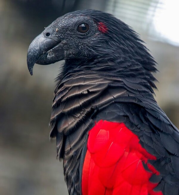 Κινδυνεύει το πιο goth πτηνό στον κόσμο: Ο εντυπωσιακός παπαγάλος «δράκουλας» της Νέας Γουίνεας