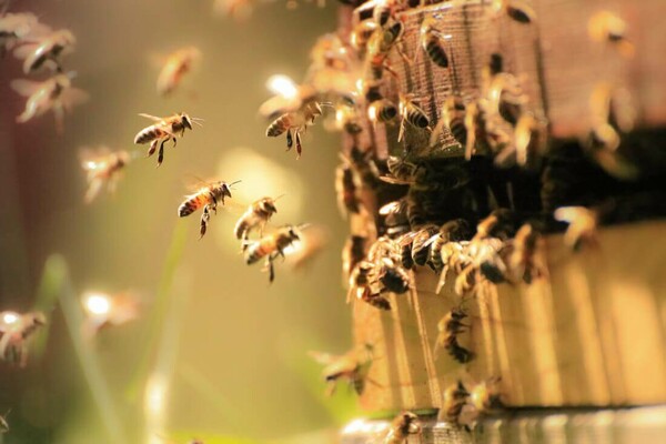 Καλιφόρνια: 40.000 μέλισσες όρμησαν σε δρόμο και έστειλαν ανθρώπους στο νοσοκομείο