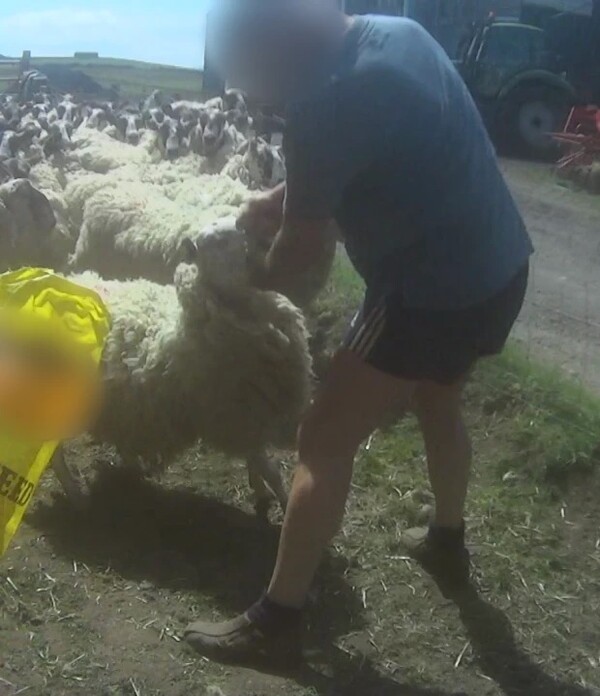 Πρόστιμο σε κτηνοτρόφο επειδή χτυπούσε τα πρόβατα με γροθιές στο κεφάλι (ΣΚΛΗΡΕΣ ΕΙΚΟΝΕΣ)