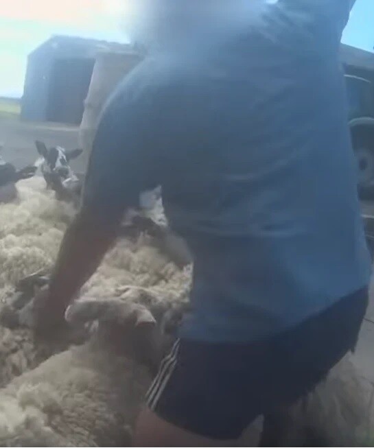 Πρόστιμο σε κτηνοτρόφο επειδή χτυπούσε τα πρόβατα με γροθιές στο κεφάλι (ΣΚΛΗΡΕΣ ΕΙΚΟΝΕΣ)