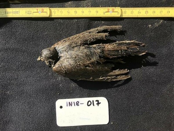 Νεκρό πουλί ηλικίας 46.000 ετών ανακαλύφθηκε στην παγωμένη Σιβηρία - «Έμοιαζε σαν να πέθανε πριν λίγες ημέρες»