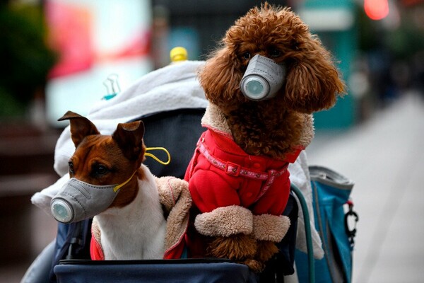 Χονγκ Κονγκ: Σκύλος ασθενούς με κοροναϊό εξετάζεται ως το πρώτο πιθανό κρούσμα σε κατοικίδιο