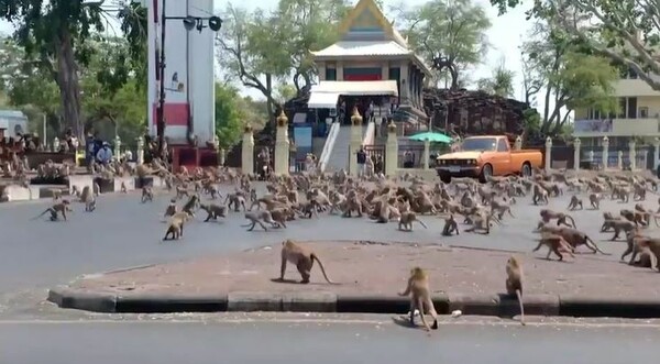 Ταϊλάνδη: Βίντεο με εκατοντάδες πεινασμένες μαϊμούδες που παλεύουν για τροφή εν μέσω της επιδημίας