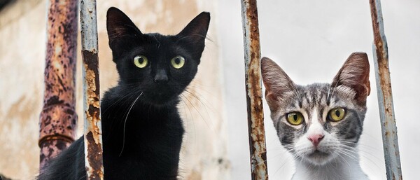 Eφτάψυχες - Nine Lives: Μια οργάνωση που σιτίζει και στειρώνει τις αδέσποτες γάτες της πόλης