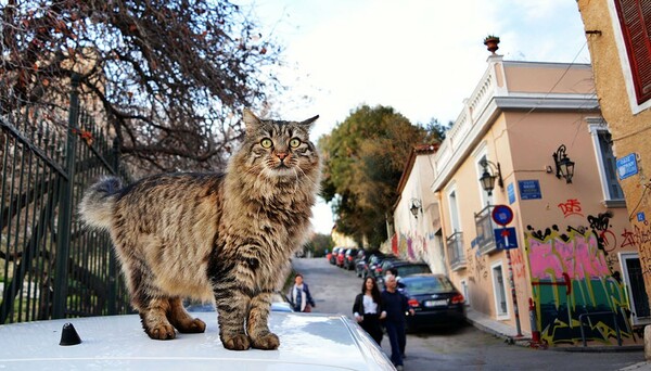 Eφτάψυχες - Nine Lives: Μια οργάνωση που σιτίζει και στειρώνει τις αδέσποτες γάτες της πόλης