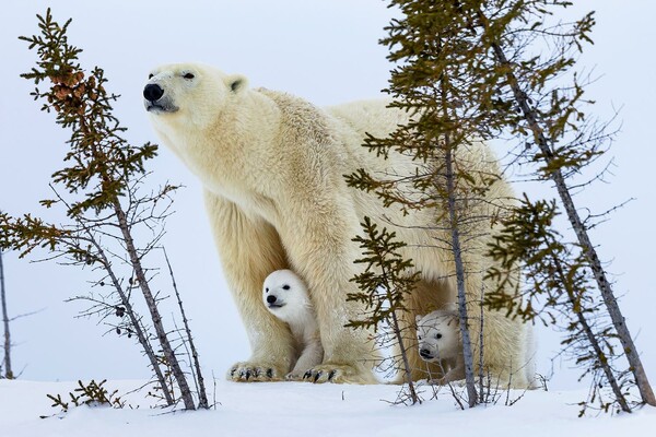 Πολικές αρκούδες κάνουν τη βόλτα τους στο χιόνι του Καναδά