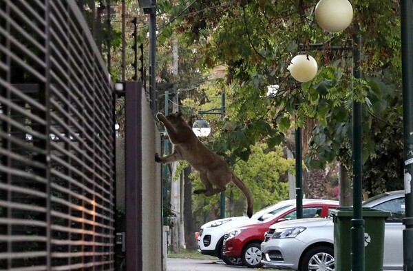 Πούμα περιπλανιόταν στους δρόμους του Σαντιάγο που άδειασαν λόγω κορωνοϊού