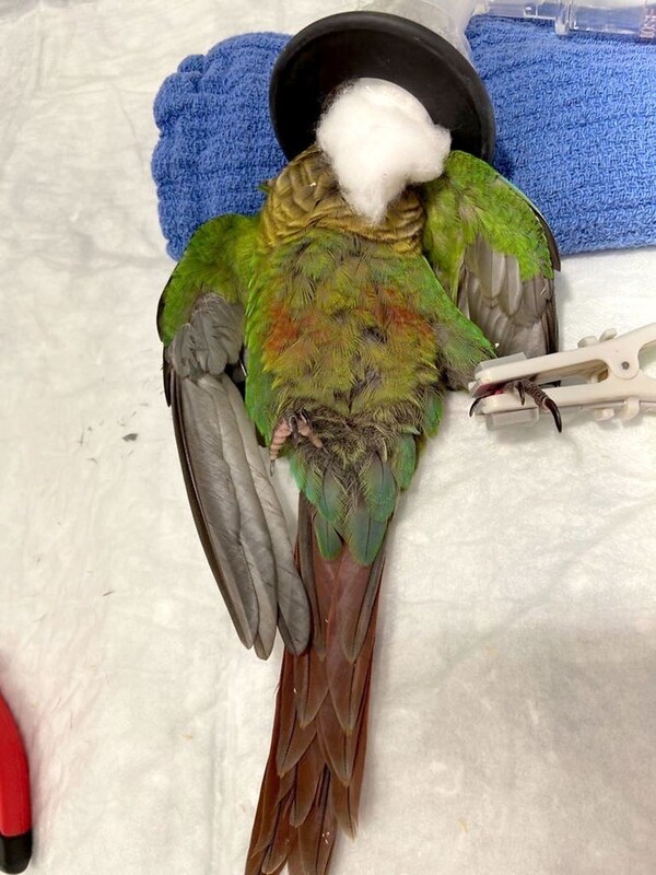 Κτηνίατρος έβαλε σε παπαγάλο προσθετικά φτερά για να πετάξει