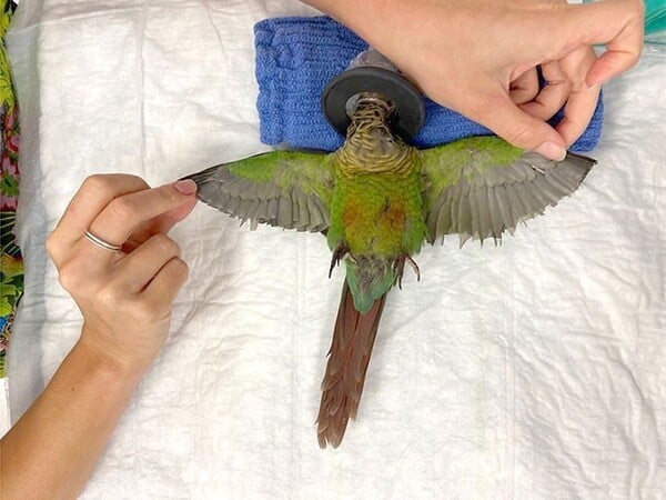 Κτηνίατρος έβαλε σε παπαγάλο προσθετικά φτερά για να πετάξει