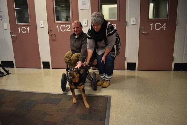ΑμεΑ υιοθέτησε σκύλο σε αναπηρικό αμαξίδιο - Ήταν ο μόνος που μπορούσε να τον «καταλάβει»