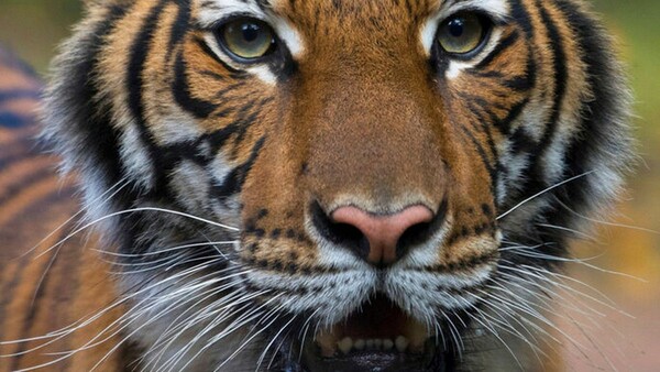 Τίγρης θετική στον κορωνοϊό και λιοντάρια με συμπτώματα - Η πρώτη παγκοσμίως καταγεγραμμένη περίπτωση