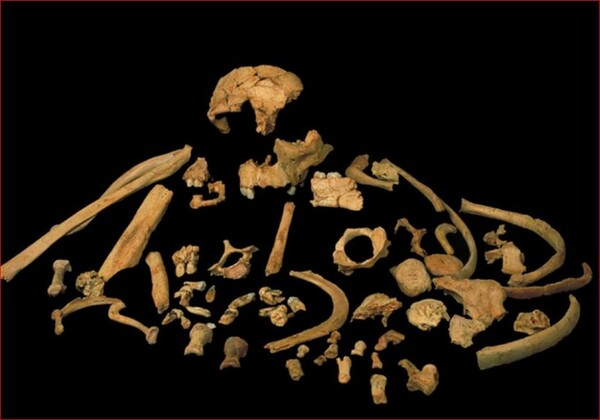 Στα δόντια ενός κανίβαλου Homo antecessor το αρχαιότερο γενετικό υλικό - Ηλικίας 800.000 ετών