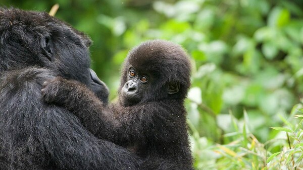 Κορωνοϊός: Σε καραντίνα οι μεγάλοι πίθηκοι στην Αφρική
