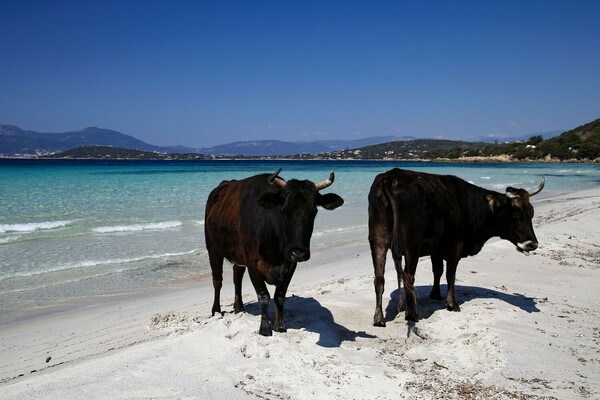 Αγελάδες κατέλαβαν παραλία στην Κορσική και απολαμβάνουν τον ήλιο