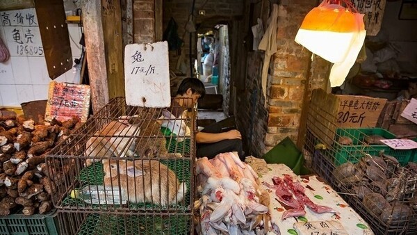 Τα wet markets της Κίνας ανοίγουν ξανά - Αυστηρές προειδοποιήσεις από ΠΟΥ