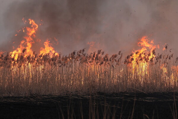 Πυρκαγιά στο μεγαλύτερο εθνικό πάρκο της Πολωνίας - Στις φλόγες 60.000 στρέμματα