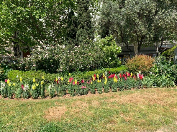 «Άνθισε» η Αθήνα- 8.500 νέα φυτά σε διάφορα σημεία της πόλης, από τις αρχές Μαρτίου