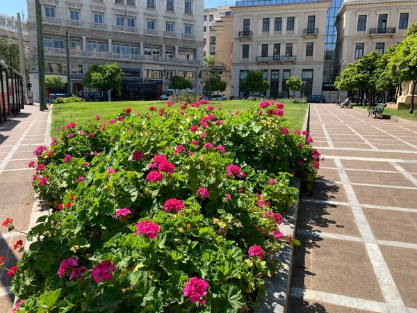 «Άνθισε» η Αθήνα- 8.500 νέα φυτά σε διάφορα σημεία της πόλης, από τις αρχές Μαρτίου