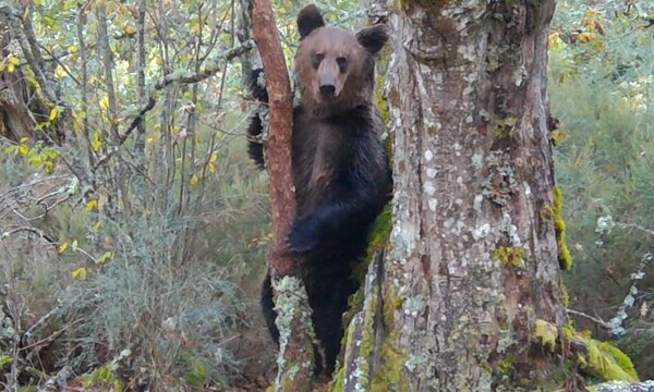 Για πρώτη φορά μετά από 150 χρόνια μια καφέ αρκούδα στη βορειοδυτική Ισπανία
