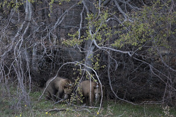 Bradley και Cooper ελεύθεροι ξανά: Η στιγμή που τα δυο ορφανά αρκουδάκια επιστρέφουν στο δάσος