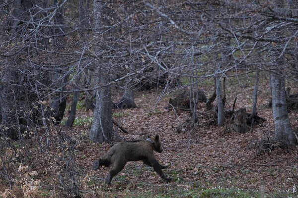 Bradley και Cooper ελεύθεροι ξανά: Η στιγμή που τα δυο ορφανά αρκουδάκια επιστρέφουν στο δάσος