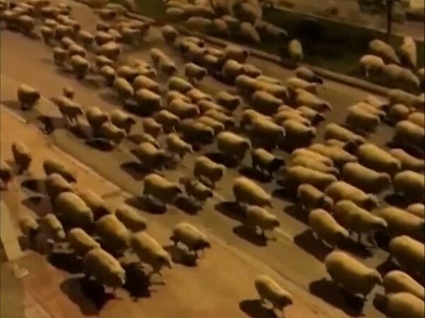Εκατοντάδες πρόβατα «εισέβαλαν» στη Σαμψούντα - Εν μέσω lockdown