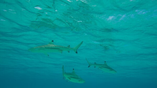 Καρχαρίες και δελφίνια απολαμβάνουν μια νέα ελευθερία στους ωκεανούς αλλά για πόσο;