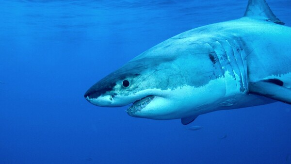 ΗΠΑ: Νεκρός σέρφερ από επίθεση καρχαρία