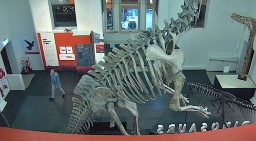Φοιτητής διέρρηξε μουσείο για να βγάλει σέλφι με τους δεινόσαυρους - Έκλεψε και ένα καπέλο