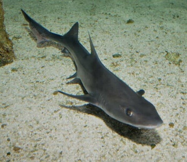 Μικρός καρχαρίας βγήκε στα ρηχά παραλίας του Κορινθιακού Κόλπου