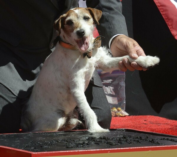 Uggie: Το τεριέ της ταινίας «The Artist» βραβεύτηκε από το Φεστιβάλ των Καννών - «Καλύτερη σκυλίσια ερμηνεία»