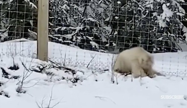 Ο «μονόκερος» των αρκούδων: Σπάνια λευκή γκρίζλι εθεάθη στα Βραχώδη Όρη